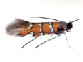 Phyllonorycter schreberella